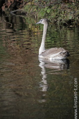 Cygne-038