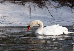 Cygne-062