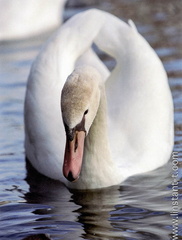 Cygne-08