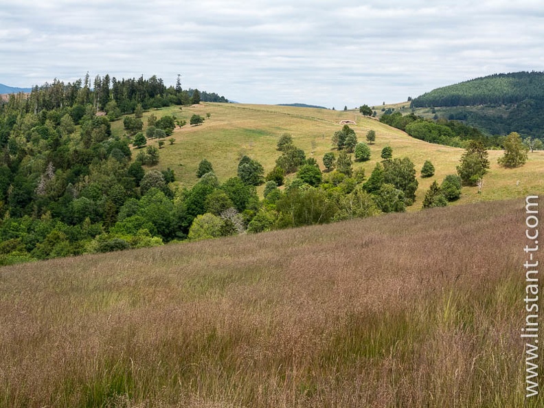 Chaume sur les sommets de la vallée de la Bruche, Bas-Rhin. Bellefosse-002.jpg