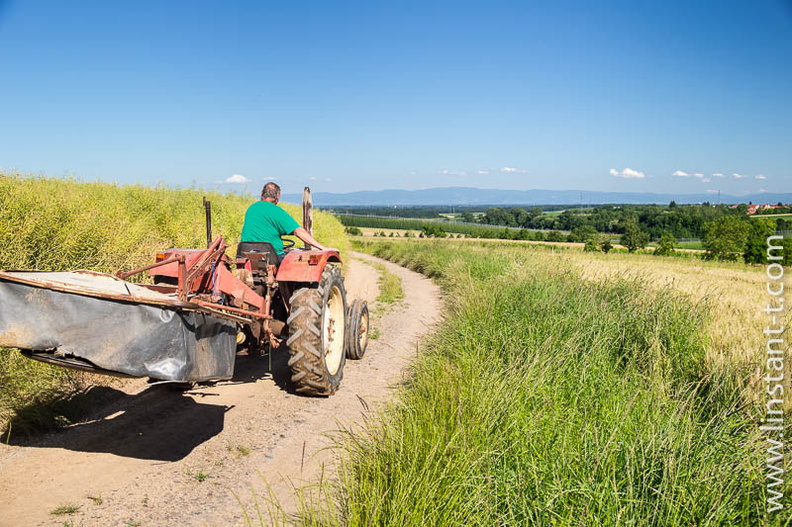 Un tracteur épuiser pour faucher roule sur un chemin agricole dans un paysage de plaine. Champs-115.jpg