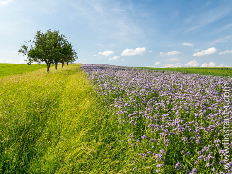 Rangée d'arbres fruitiers entre un champ de fleurs mauves et un pré de fauche. Champs-130.jpg