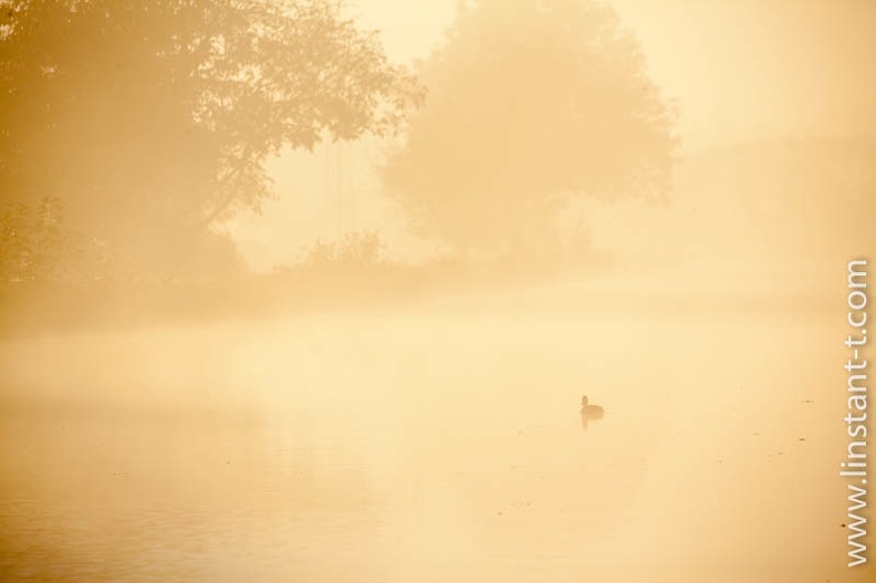 Un Colvert solitaire nage dans une brume lumineuse. ColVert-017.jpg