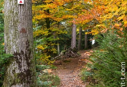 Foret-310