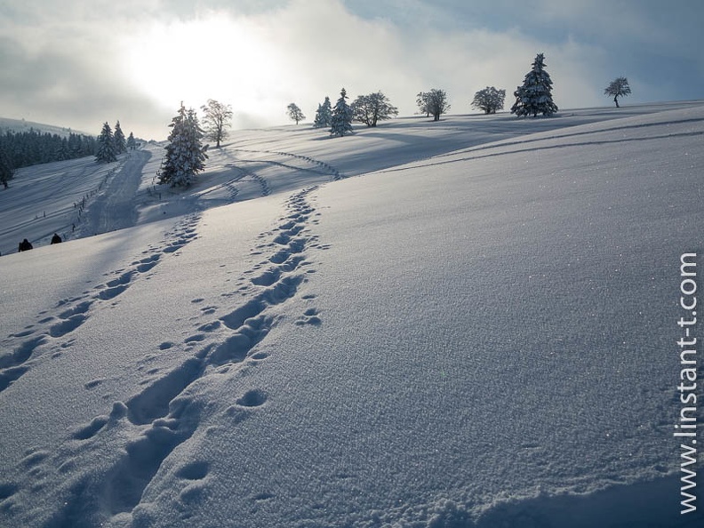 Traces de raquettes un peu ancienne dans un champ de neige du Markstein sur la crête des Vosges. Markstein-038.jpg