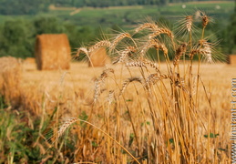 Moisson-11