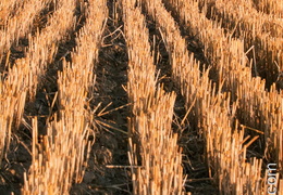Moisson-13