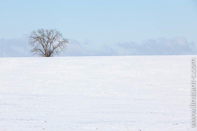 Un arbre isolé au milieu de la Paine enneigée. Plaine-172.jpg