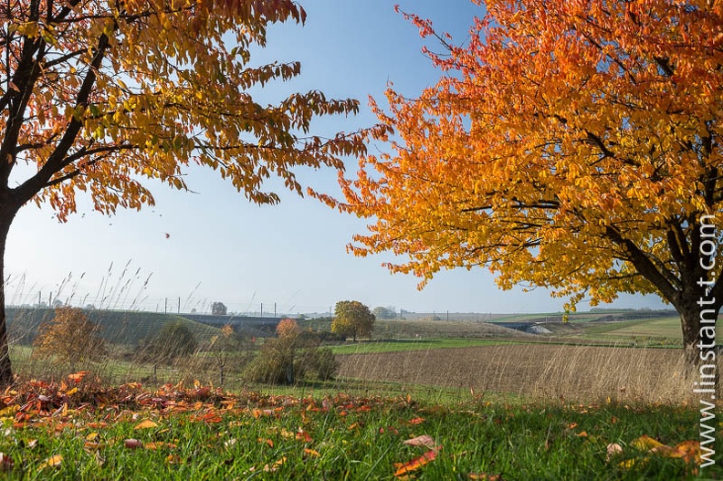 Le feuillage cuivré des cerisiers en automne. À l'horizon, la ligne à grande vitesse (LGV) du TGV Est. Pre-025.jpg