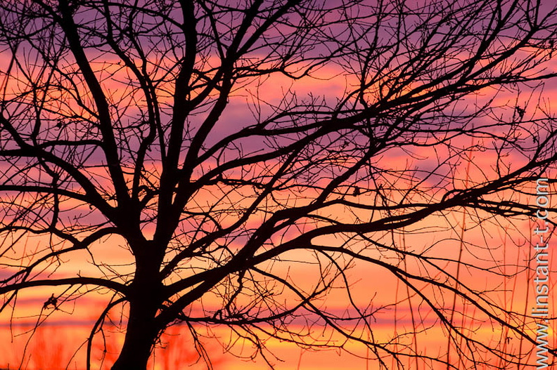 Arbre en ombre chinoise sur un ciel de soleil couchant. Le ciel est un dégradé du jaune flamboyant au violet.
Sunset-037.jpg