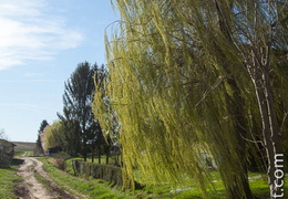 Ingenheim-012