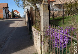 Scherlenheim-046