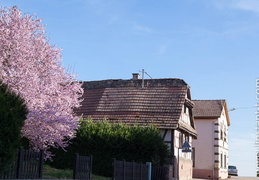 Scherlenheim-048