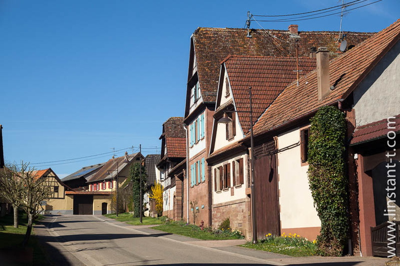 Une rue du village avec des maisons alsaciennes.
Wickersheim-Wilshausen-001.jpg