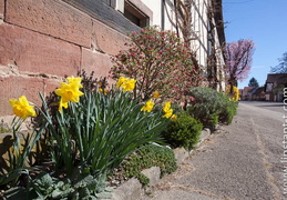 Wickersheim-Wilshausen-015