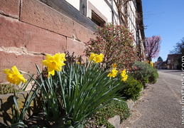 Wickersheim-Wilshausen-016