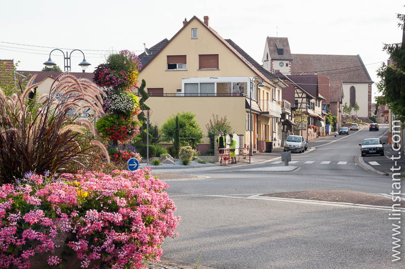 Les fleurs du rond point à la sortie Sud-Ouest de Wingersheim. Wingersheim-019.jpg
