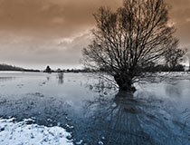 A tree in the flood