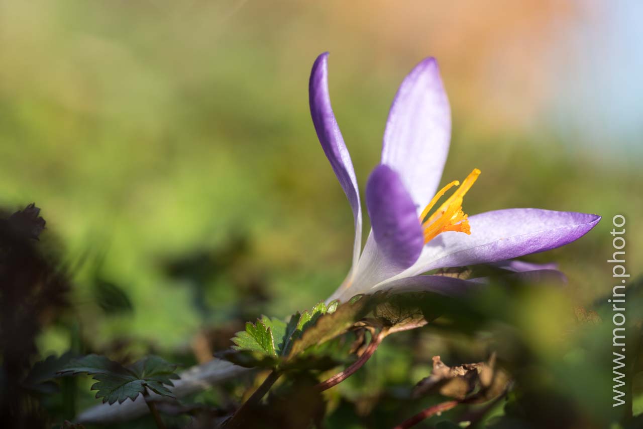 fleur sur arrière-plan flou.