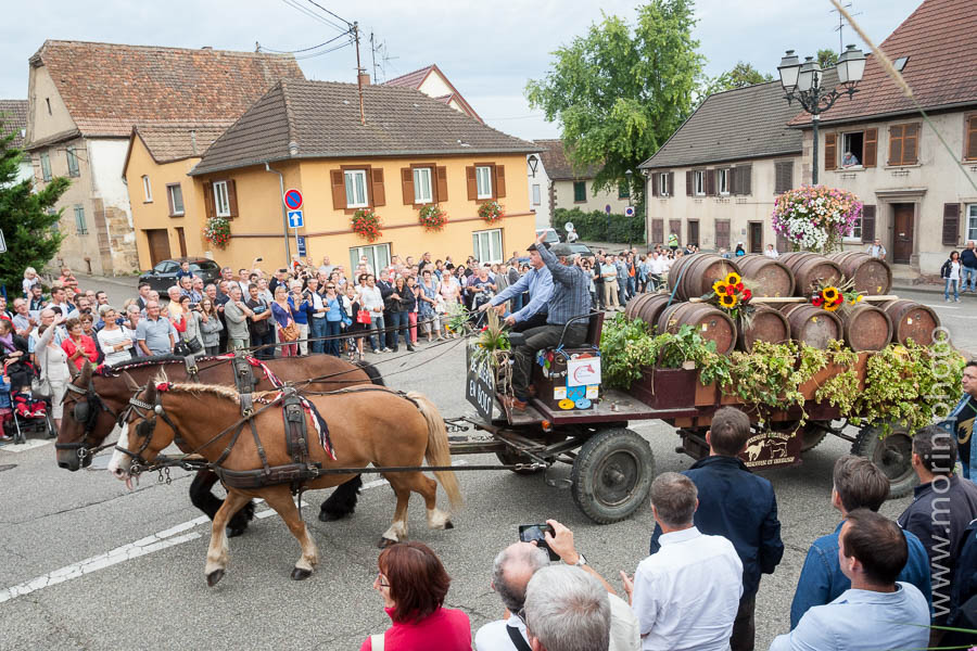 remorque de barriques tirée par deux chevaux