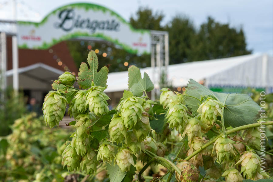 Fleurs de Houblon