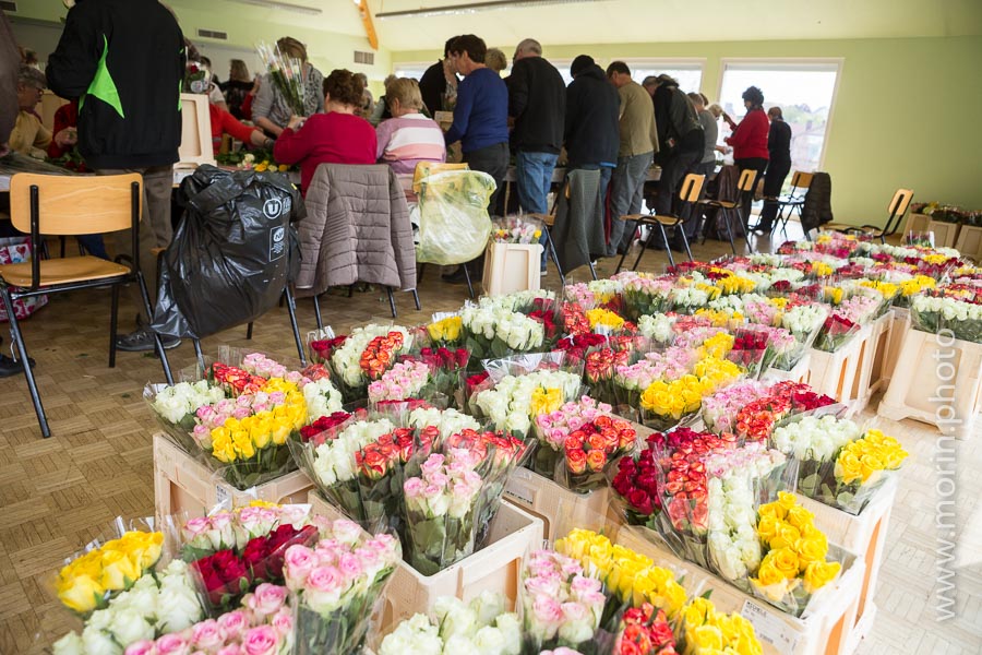 les roses dans leurs bacs